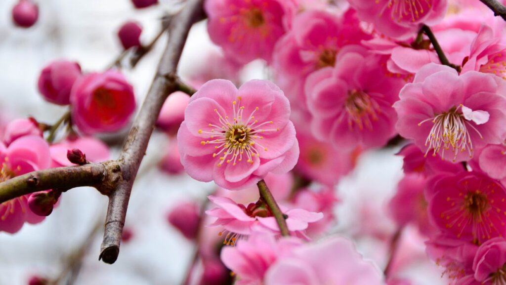 plum blossom