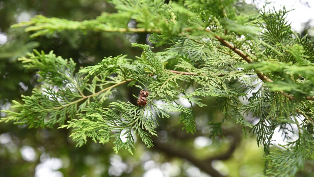 Image of hinoki tree, one of the biggest contributors to hay fever in japan