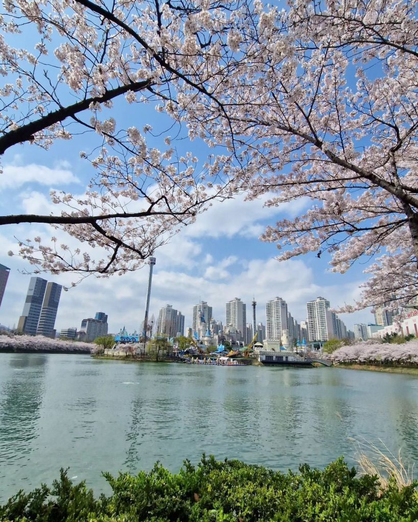 Scenic view of Seoul skyline and amusement park across Seokchon Lake, framed by blooming cherry blossom branches.