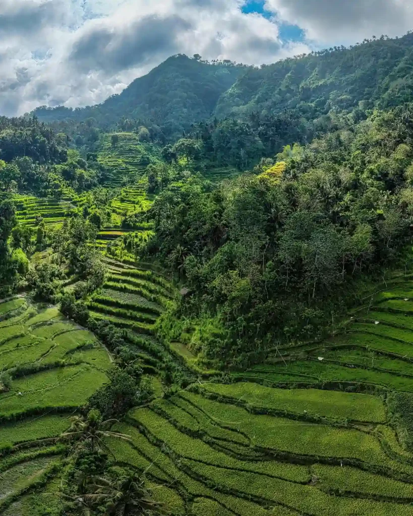 Rice fields in Bali