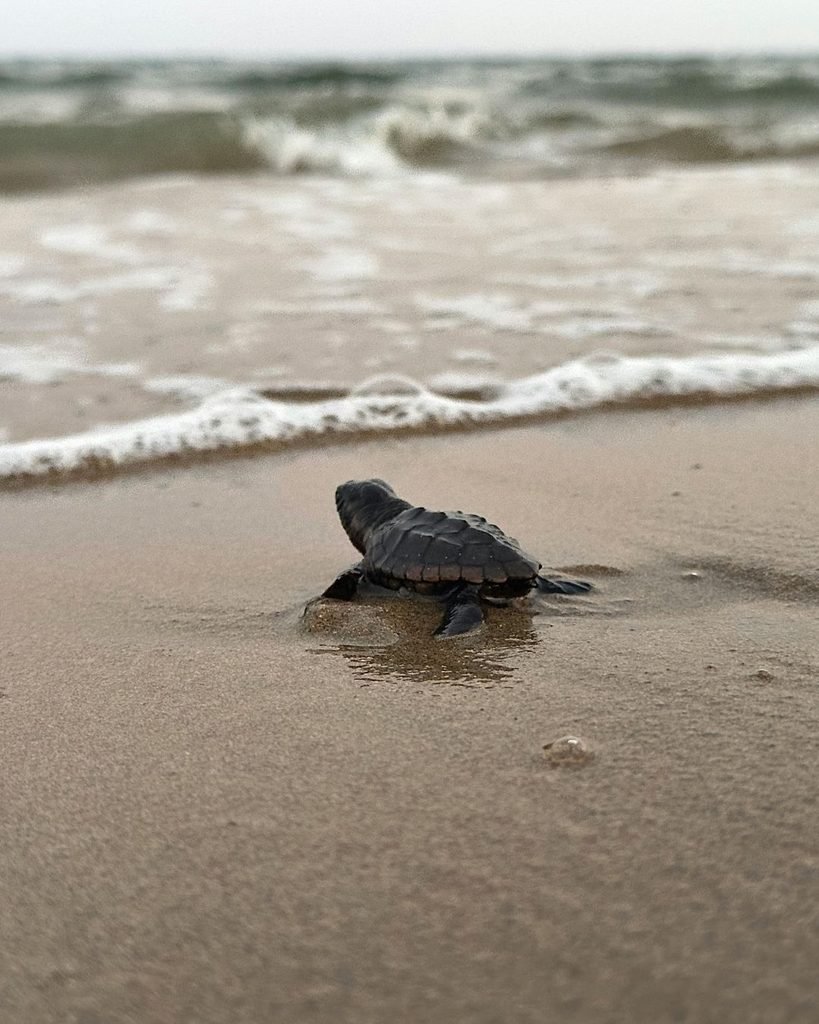 Baby turtle rejoining the sea in Bali